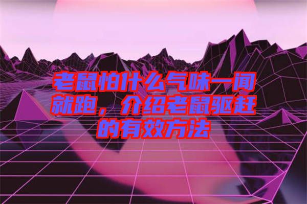 老鼠怕什么氣味一聞就跑，介紹老鼠驅趕的有效方法